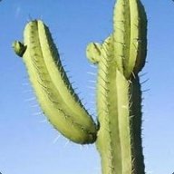 HandlessCacti